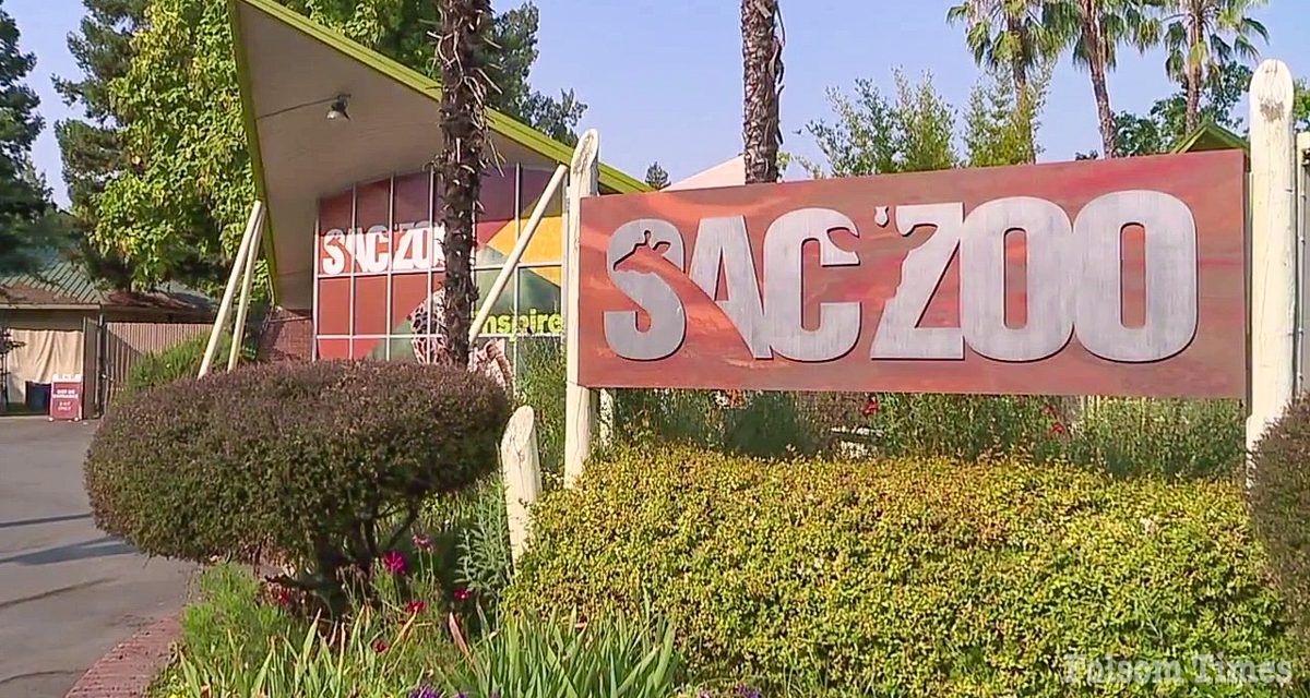 18+ Adults with Ds – Zoo & Picnic Lunch